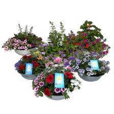 Zomerschaal mix